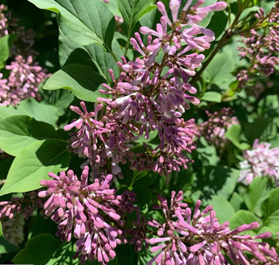 Shrubs & Hedges Book by Eva Monheim review and giveaway My WAHM Plan