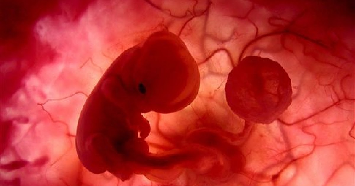 Saluran penghubung antara ibu dengan embrio adalah