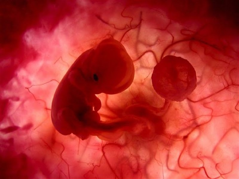 Populer Perkembangan Embrio, Hewan Ovipar