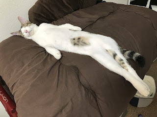 People Are Posting Pics Of Their Cats Stretching, And It’s Hilarious
