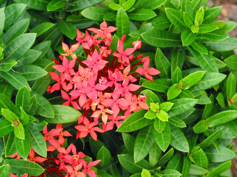 Manfaat dan Khasiat Bunga Ixora  stricta Tanaman Herbal