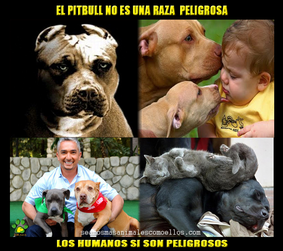 Los Pitbull no son peligrosos, los humanos si lo son Seamos Mas Animales Como Ellos SMACE Los Pitbull no son peligrosos, los humanos si lo son Seamos Mas Animales Como Ellos SMACE