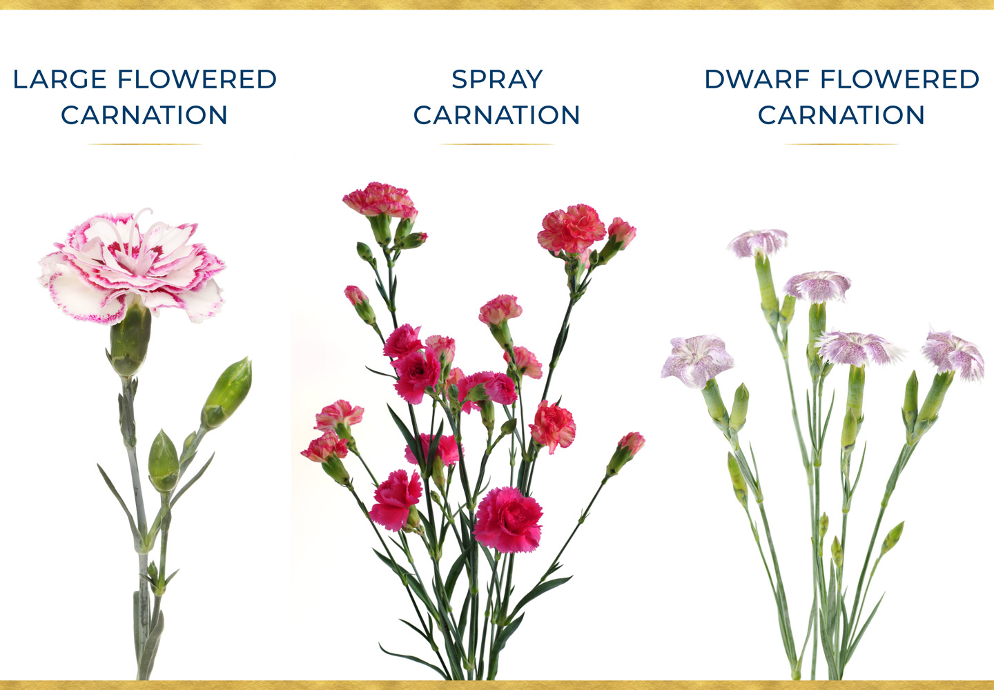 Growing Carnations For The Home and GardenGardening Series 1 At Home