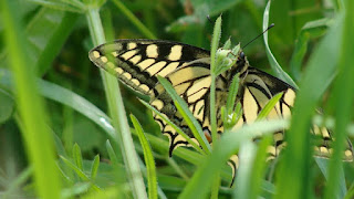 Papilio (Papilio) machaon DSC80543