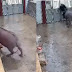 Búfalo escapa de matadouro e dá surra assustadora no dono do lugar antes de ir pro abate