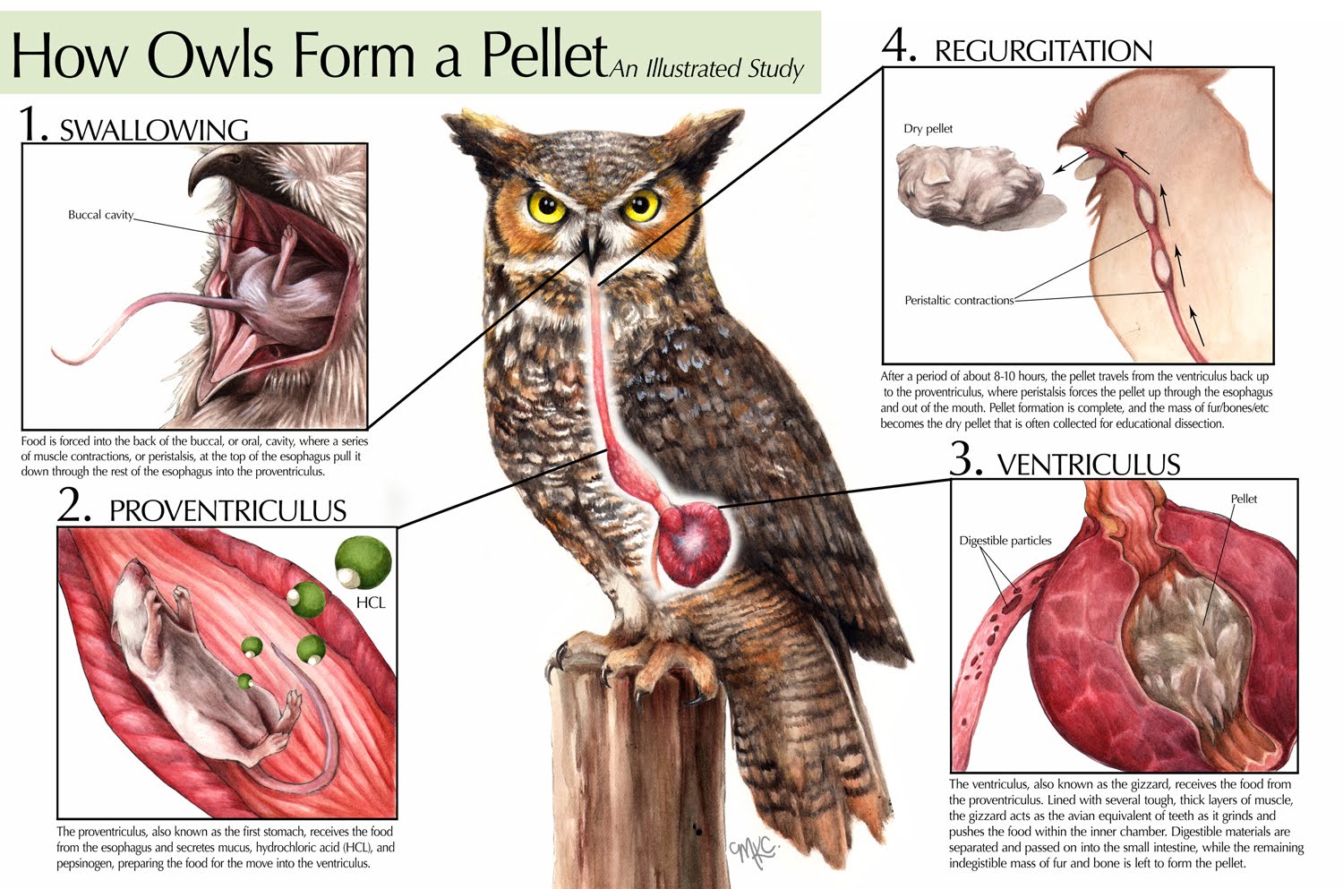 how-owls-form-a-pellet-a-detailed-illustration-owl-pellets-owl
