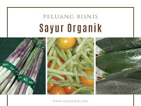 Peluang Bisnis Sayur Organik