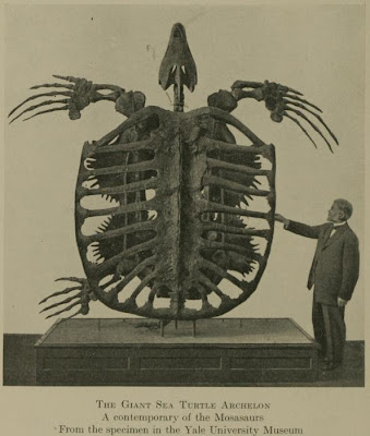 Archelon skeleton