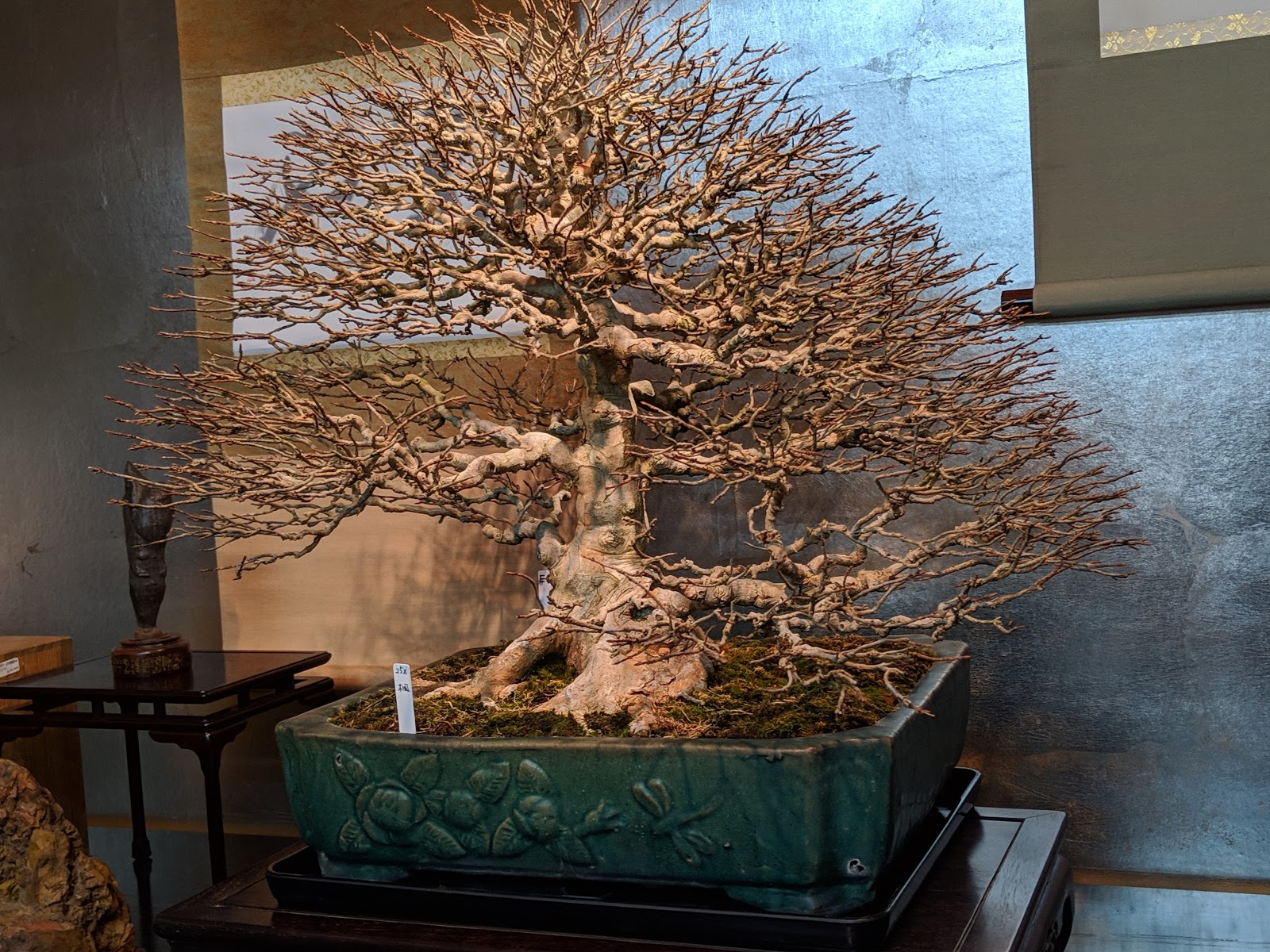 A Trip To Morimae Ginza Bonsai Shop In Tokyo