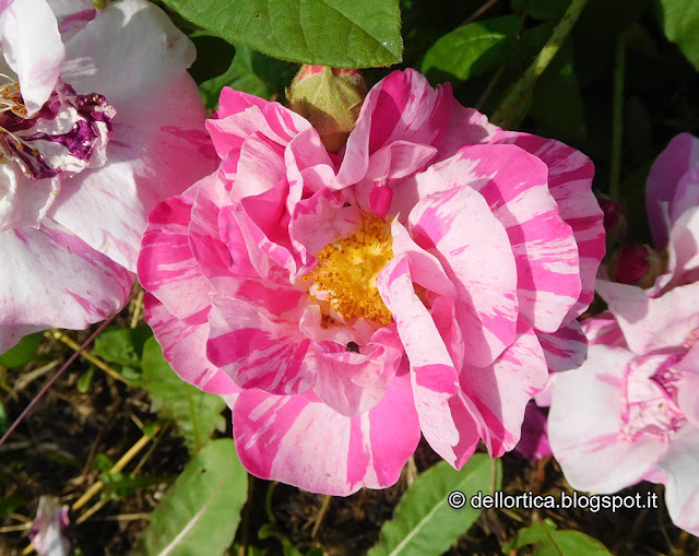 rosa gallica versicolor nel giardino della fattoria didattica dell ortica a Savigno Valsamoggia Bologna vicino Zocca nell appennino bolognese