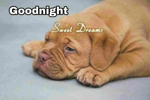 good night sweet dreams dog image download