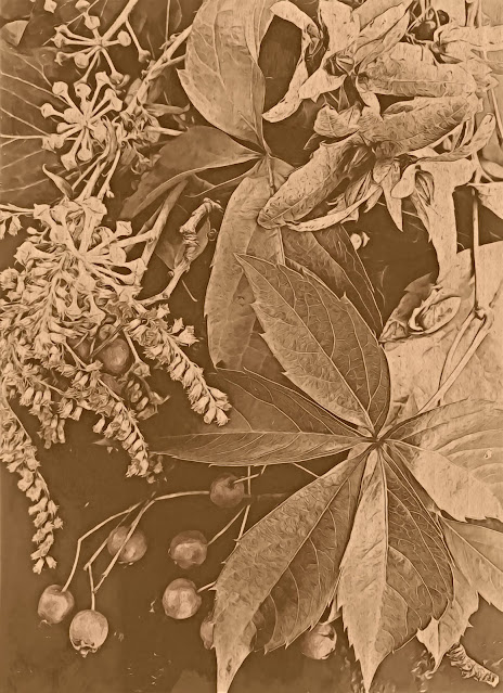 Foraged bouquet in sepia Dominique Teng©2020