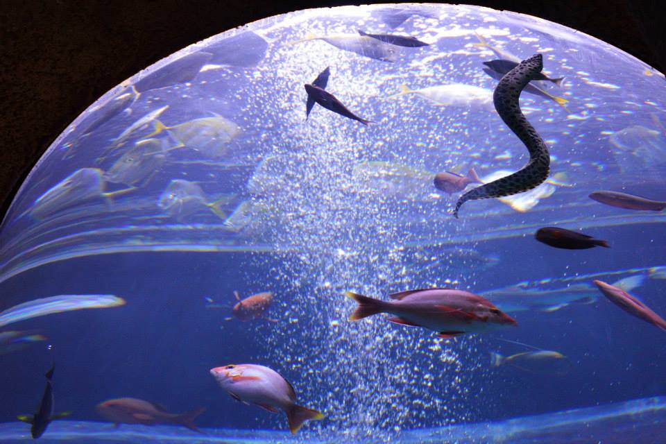 Trips 'n Toys Aquarium Restaurant Nashville, TN