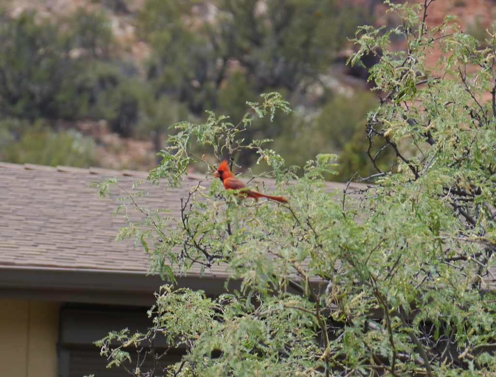 Sugarloaf Road Sedona Arizona Cardinal