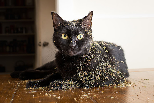 16 Pictures This Photographer Takes Photos Of Cats High On Catnip