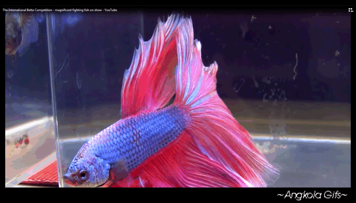 400 Wallpaper Animasi Ikan Hias Paling Keren 400 Wallpaper Animasi Ikan Hias Paling Keren