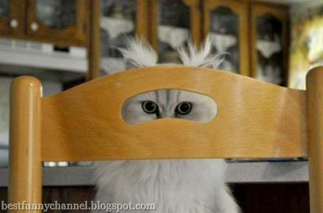  Ninja cat