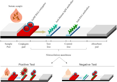 cara kerja rapid test antigen swab