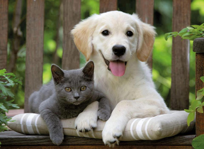 Kedi ve köpeklerde ÜRİNER SİSTEM HASTALIKLARI Etiyoloji, Klinik