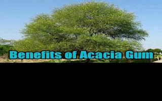 Babul Gond ke fayde Babul Gond ke fayde