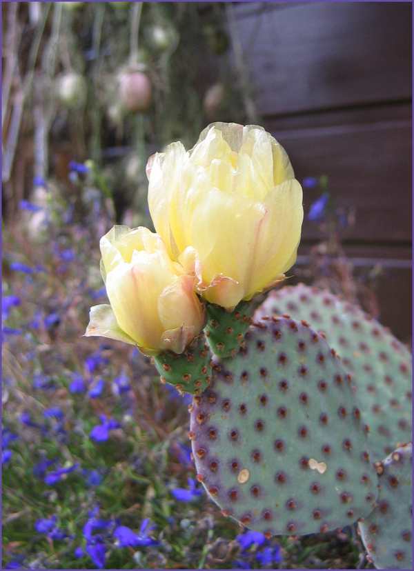 Erdbeer Birne Banane Lecker Fee Ist Mein Name