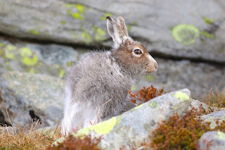 SGA latest news photo