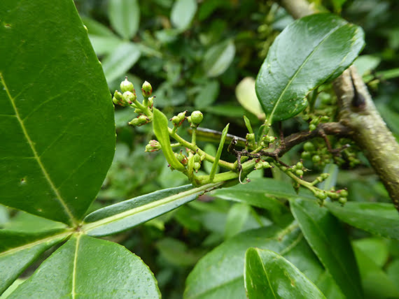 Zanthoxylum acanthopodium DC.