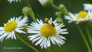 Nemophora fasciella (male) DSC163402