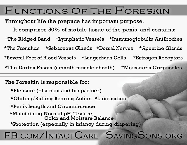 Functions of the Foreskin – Circumcision Resource Center