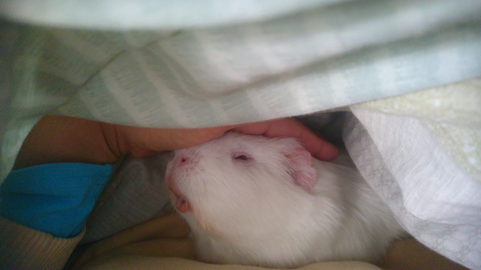 モルモット トゥルースの視点 ナデナデでうっふーんなボク