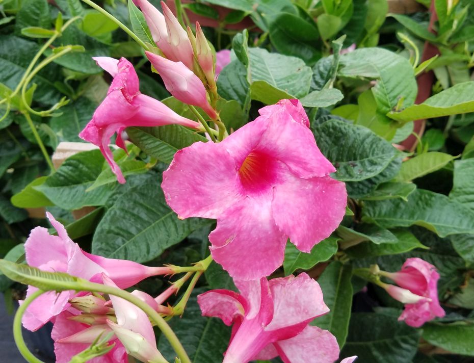 Future Plants by Randy Stewart Mandevilla