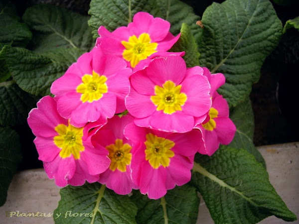 Plantas y flores: Primula acaulis