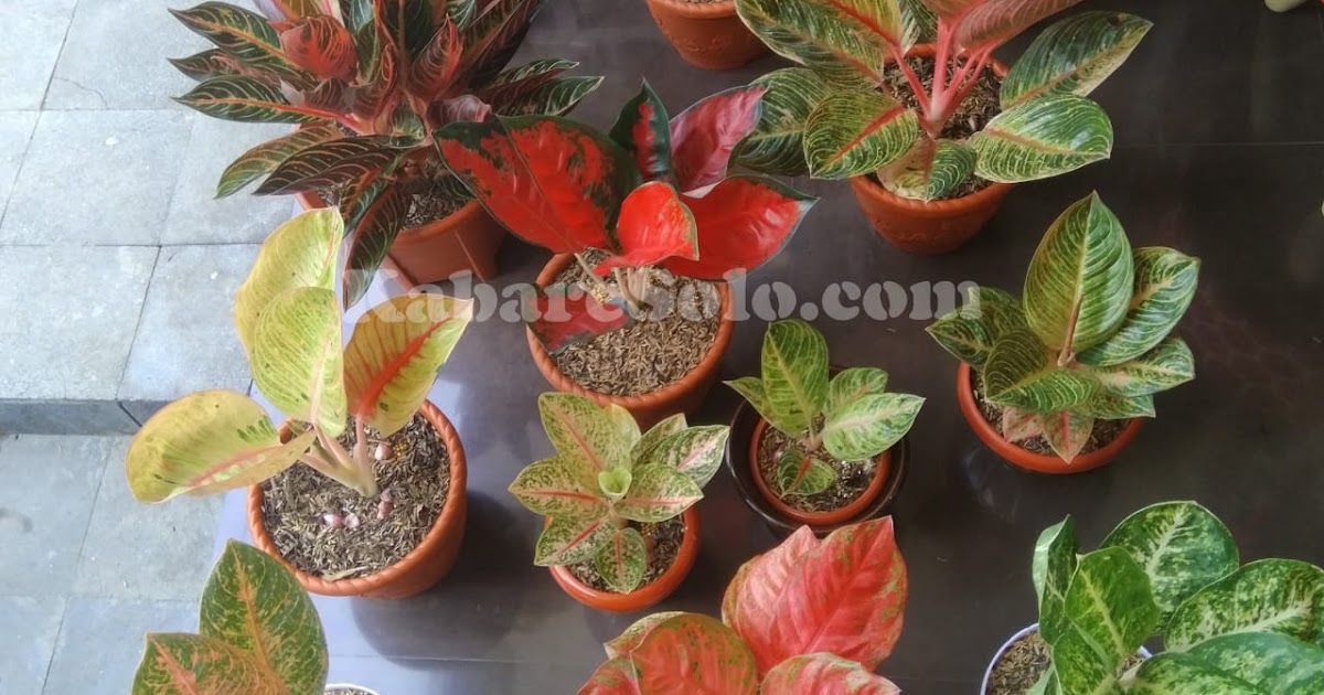 35+ Bunga Gelombang Cinta Harganya Background