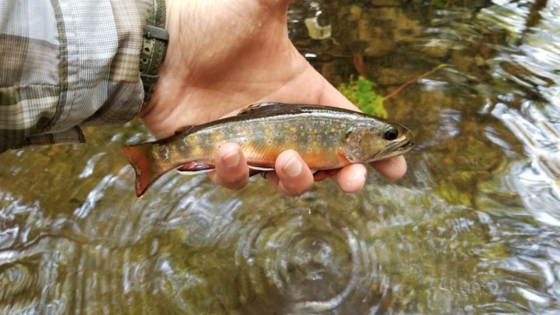 Native Fish Coalition Of PA Urging Fish & Boat Commission To End