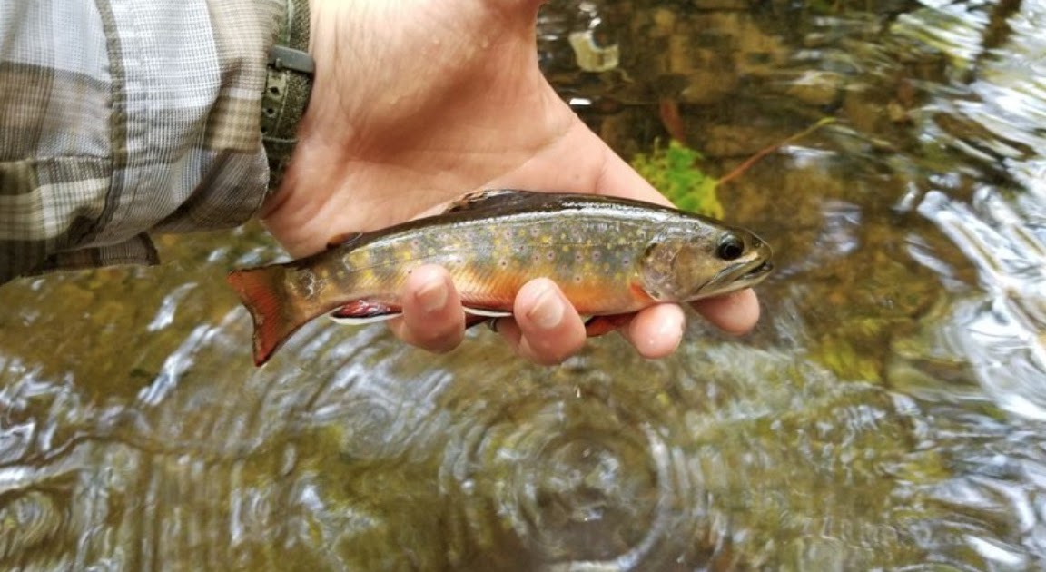 Native Brook Trout In Pa Shop