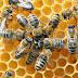 Μέλι: 6 άγνωστες χρήσεις και ιδιότητές του