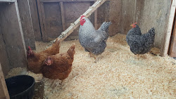 Field Notes ~ Cumberland County Nova Scotia: Cleaning Up