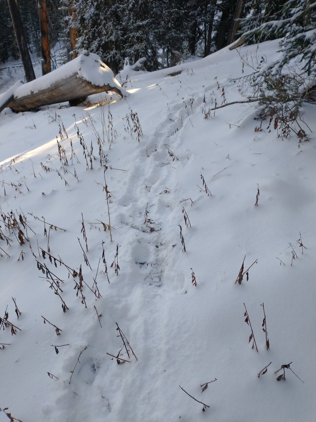 no longer at ease: elk dreaming