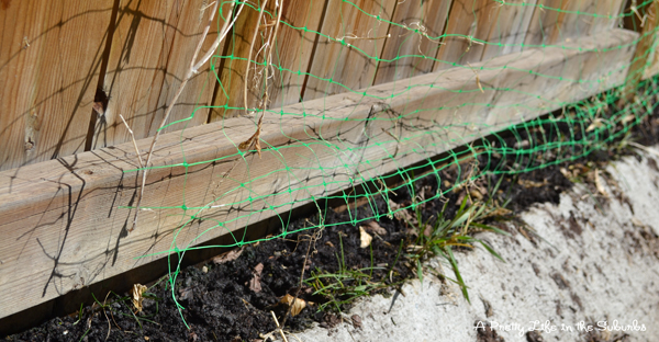 Starting Sweet Peas