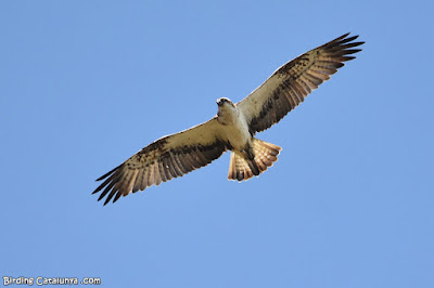 Àguila pescadora (Pandion haliaetus)