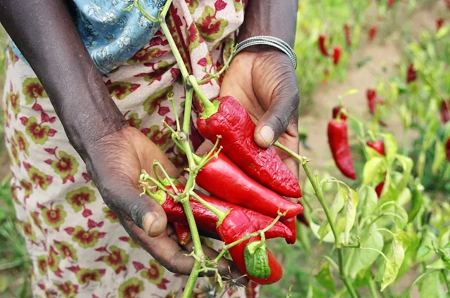 Africa hot pepper