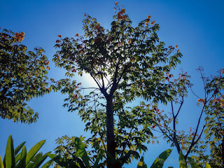 Beautiful Tropical View Of Flowering Plant Trees Of The Garden In The Warm Of Morning Sunshine At The Village North Bali Indonesia