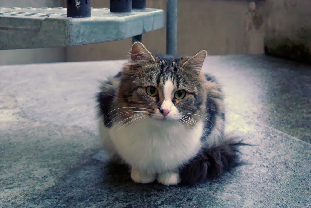 Mio Figlio Ha Tagliato I Baffi Al Gatto