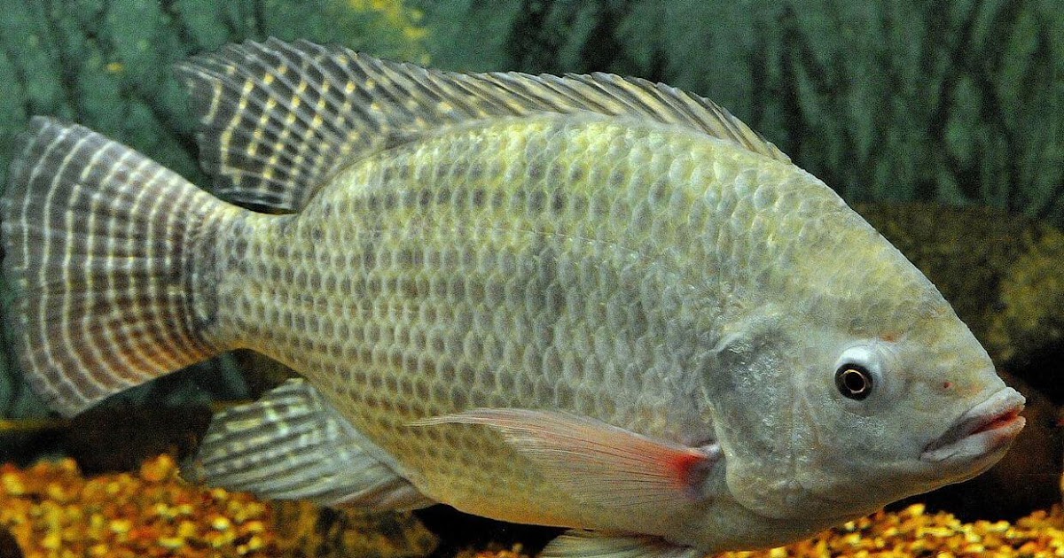 5 Jenis Pakan Ikan Nila yang Mudah Didapat dari Lingkungan Sekitar