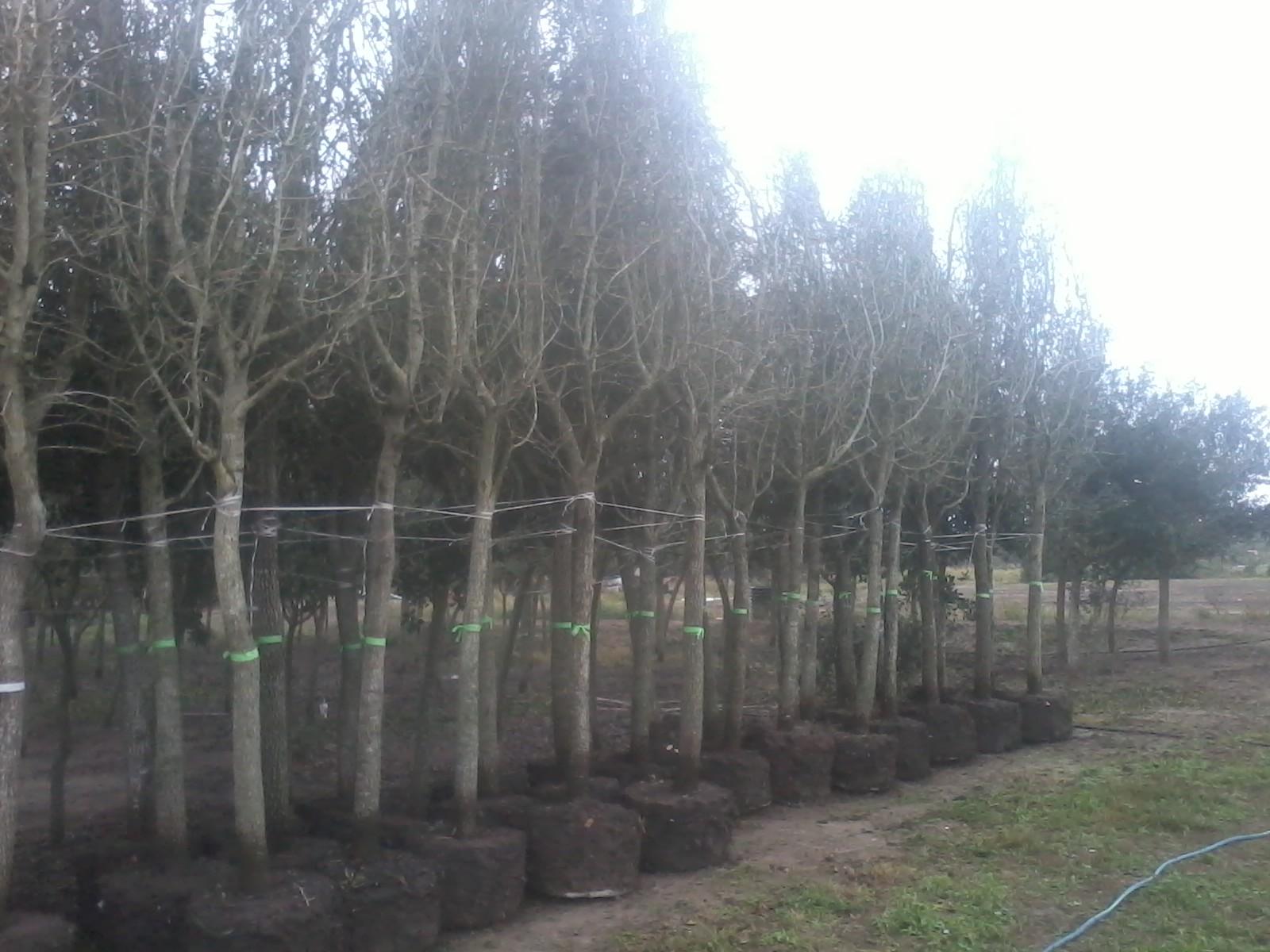 Big Live Oak Trees Wholesale To the Public Pricing Live oaks 4 inch