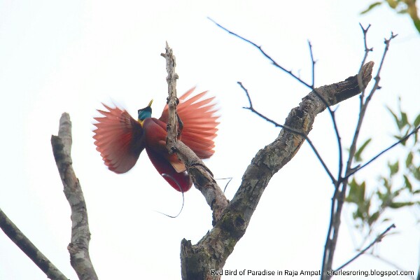 Red Bird of Paradise (Paradisaea rubra) in Raja Ampat