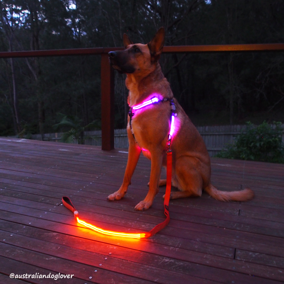 Top 12 Tech Gadgets for Dog Owners Australian Dog Lover