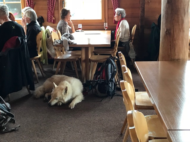 スイス・ツェルマット・スネッガのレストラン内にいた犬がかなりでかい