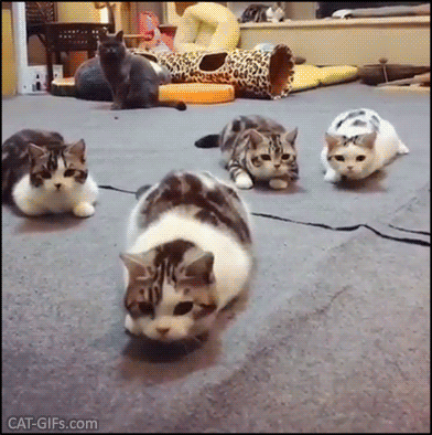 Funny Cat GIF • 4 cats ready to attack the red dot Funny little butt wiggles Funny Cat GIF • 4 cats ready to attack the red dot Funny little butt wiggles