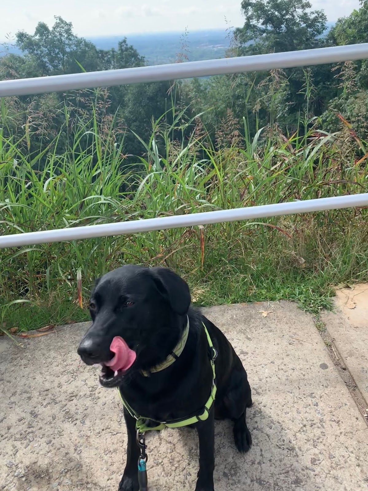 a black lab licks his lips in anticipation of the treat the camerawoman is bribing him with, the city of Atlanta is in the distance, as they're almost at the top of the mountain